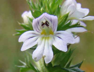 http://web.unbc.ca/~fsty201/wildflower/WIK-Euphrasia%20officinalis.jpg