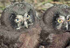 Nestling Boreal Owls
