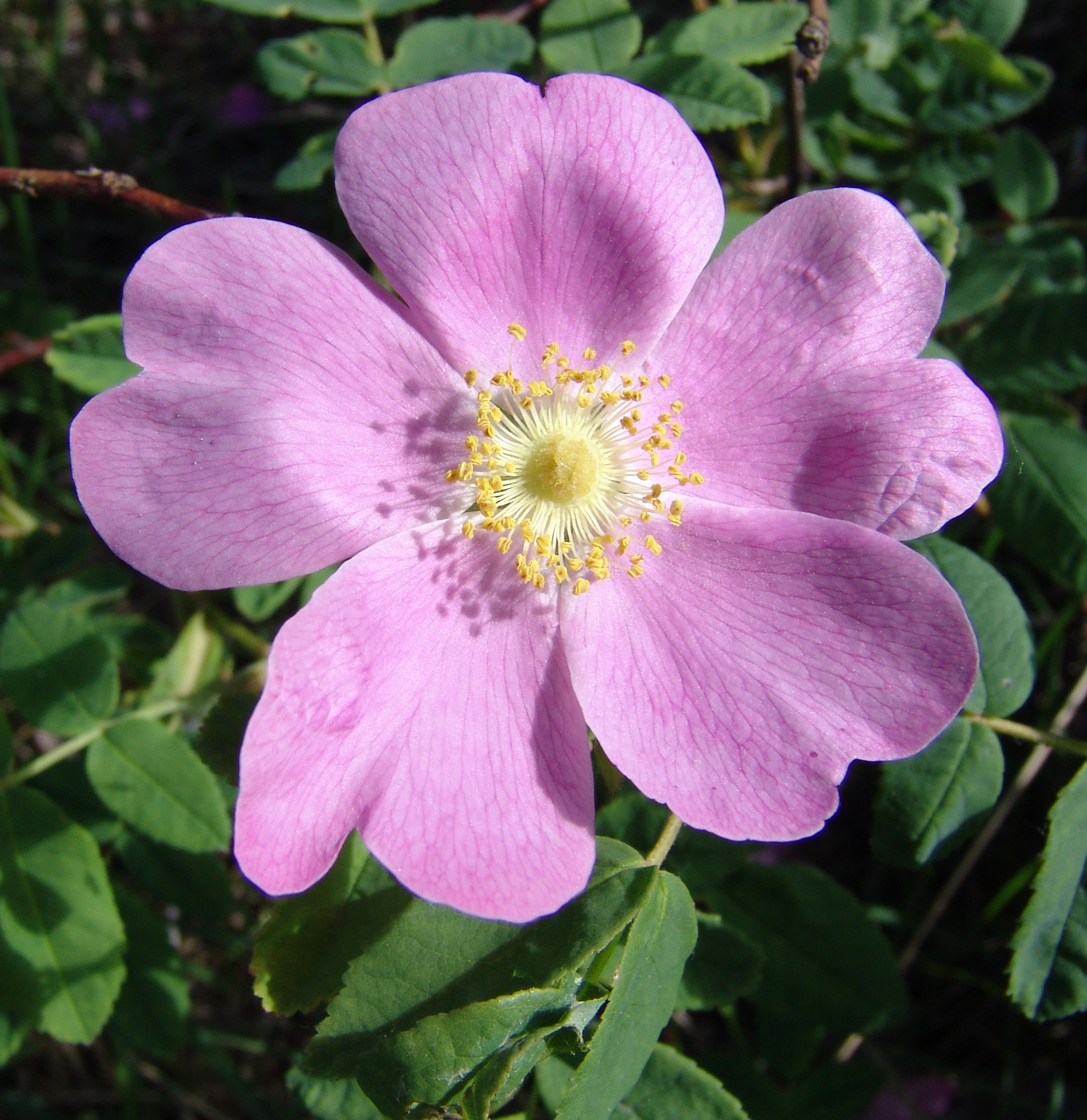 Rosa%20acicularis-spring%20image-flower.jpg