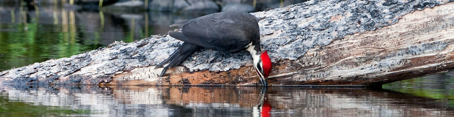 Pileated Woodpecker drinking from Bednesti Lake, BC