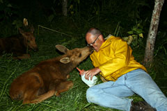 Roy bottle feeding moose at Northern Lights Wildlife Shelter, Smithers, BC
