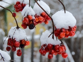 missing: ../jpgs/l/highbush-crans.jpg