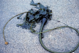 Photograph courtesy of Nancy Turner missing: ../jpgs/n_turner/nerocystis_liutkeana.jpg