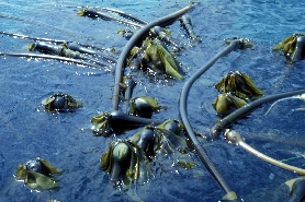 Photograph courtesy of Nancy Turner missing: ../jpgs/n_turner/nerocystis_luetkeana2.jpg