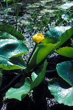 missing: ../jpgs/n_turner/nuphar_polysepalum.jpg