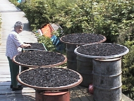 Colleen Robinson drying seaweed. Photograph courtesy of Nadine Leighton. missing: ../jpgs/s/siluuna.jpg
