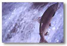 jumping salmon