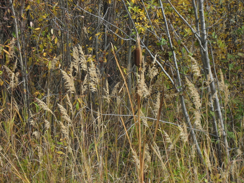 A scene of grasses