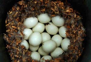 Hooded Merganser Eggs