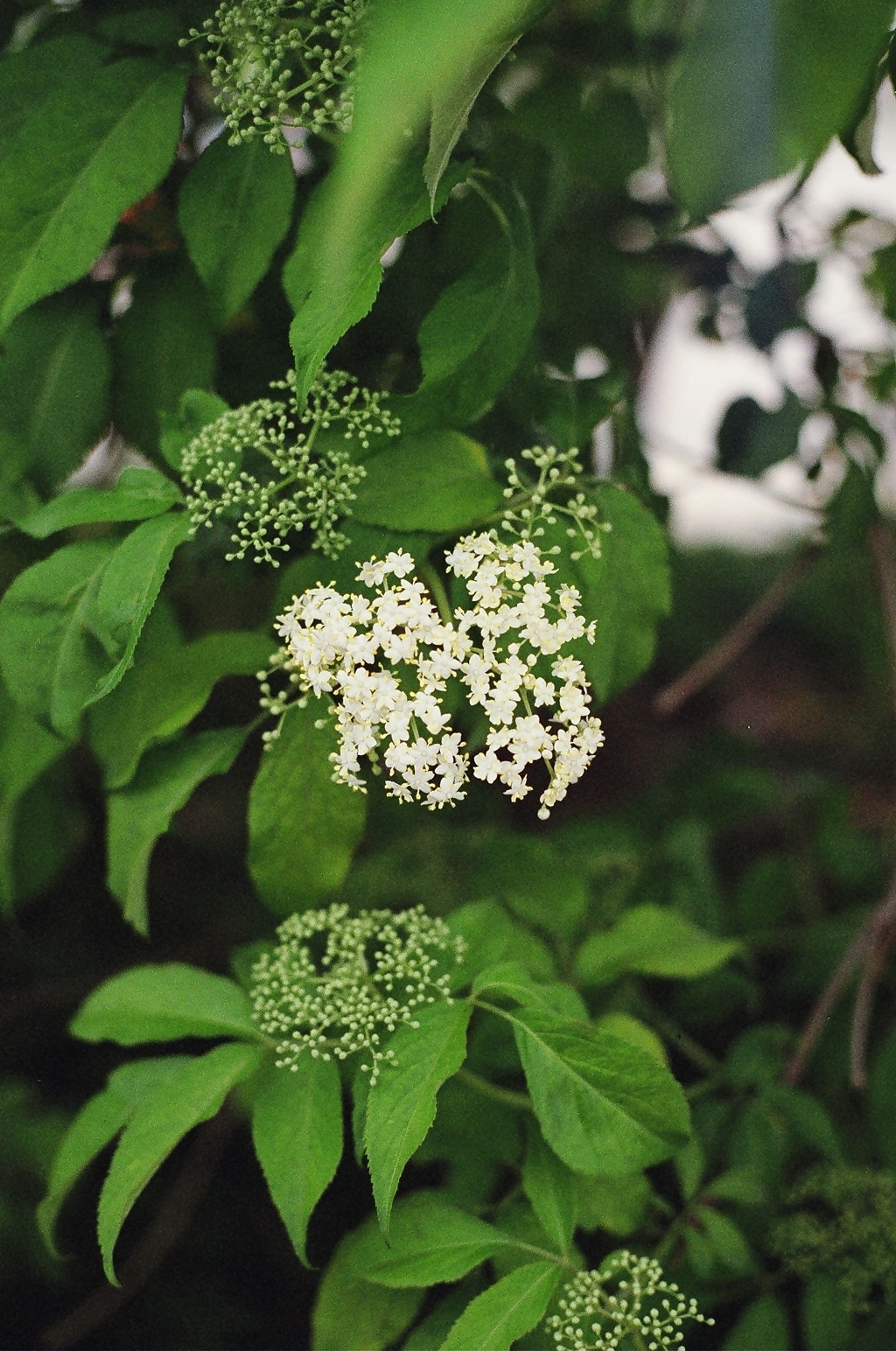 Sanango Racemosum Sambucus racemosa