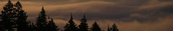 treetops in the mist