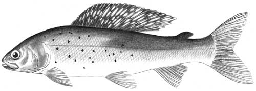 arctic grayling