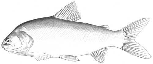 lake (humpback) white fish