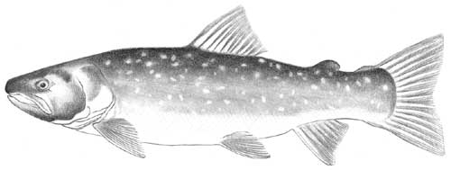 bull trout