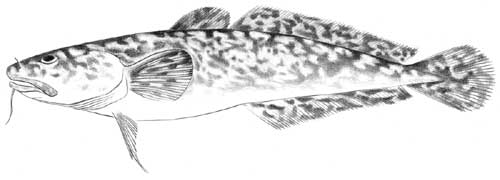 burbot