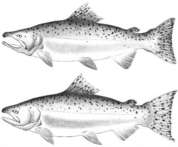 chinook salmon