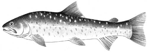 dolly varden