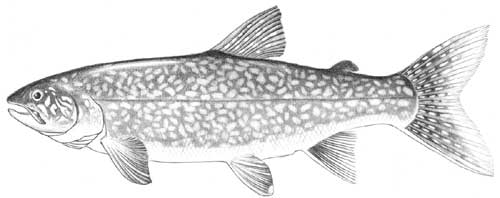 lake trout