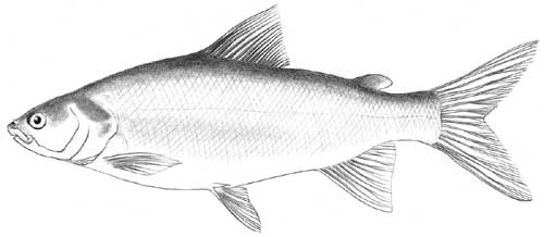 broad white fish