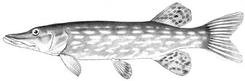 pike
