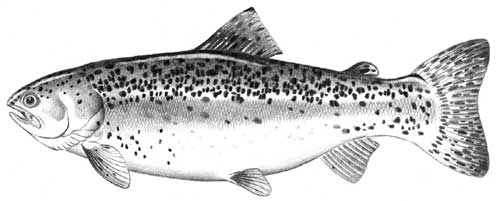 rainbow trout