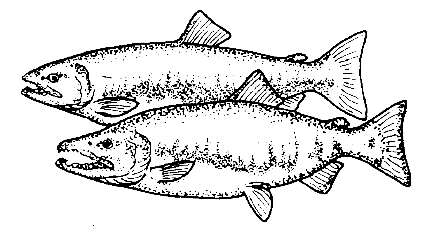 chum salmon