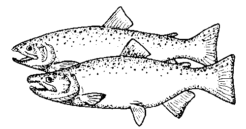 Coho
