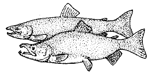 Sockeye