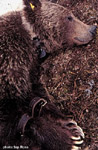 click image to enlarge