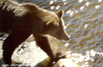 click image to enlarge