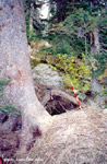 click image to enlarge