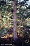 click image to enlarge