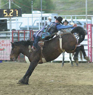 Bareback Rider hangin on for life!