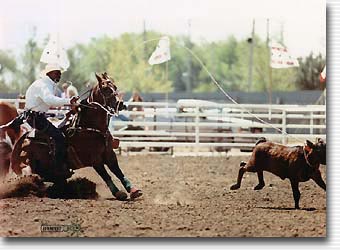A calf roper concentrating on his task