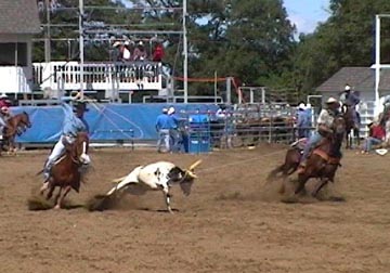 Team Ropers in action