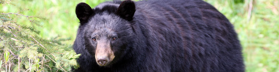 Black Bear, Kootenay National Park, British Columbia