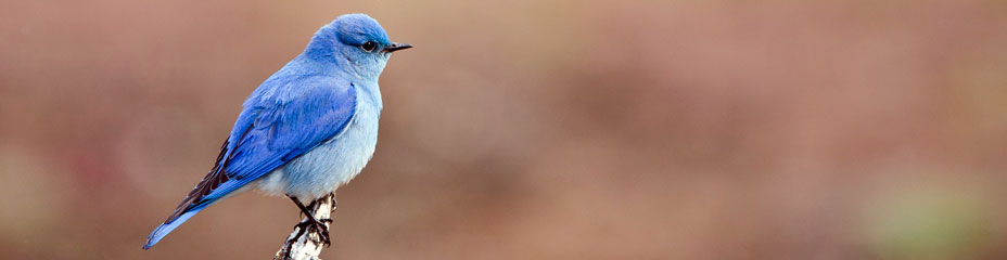 Mountain Blue Bird near Vanderhoof, BC