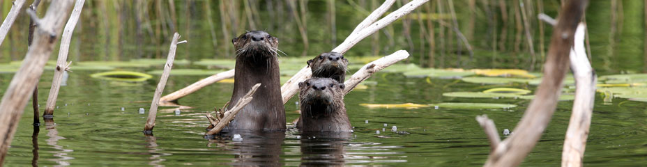 Mother Otter and her pups, Bednesti Lake, BC