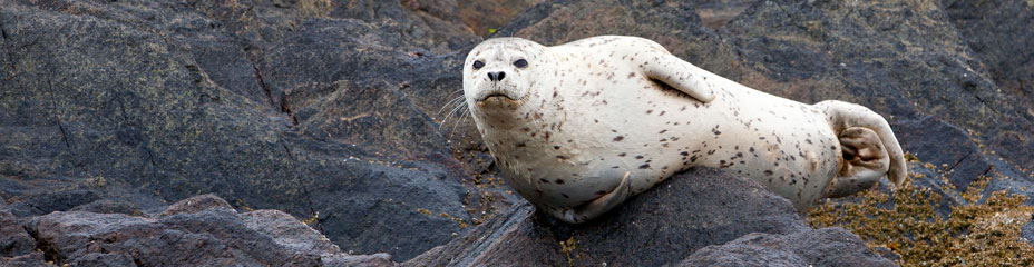 Harbour seal near Prince Rupert, BC