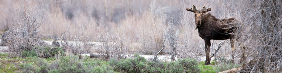 Young bull moose near Jackson Hole, Wyoming