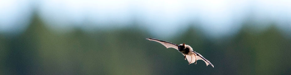 Bat in flight, Bednesti Lake, BC