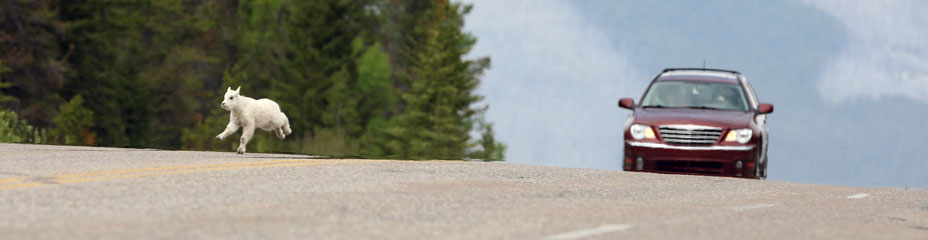 Mountain Goat Kid, Highway 93, Jasper National Park, Alberta