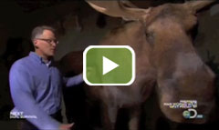 Watch some clips from Moose Attacks on YouTube