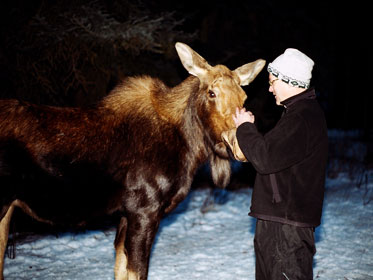 Roy V. Rea with moose