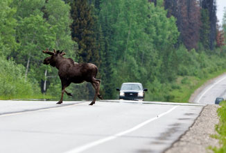 Moose in Road