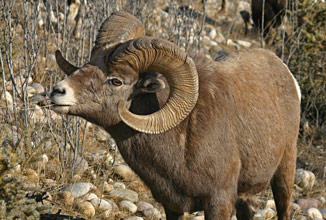 Ram Eating