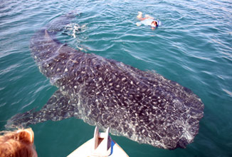 Whale Shark