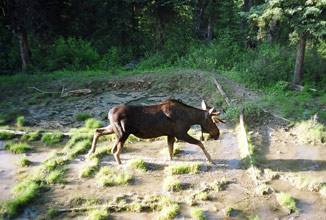 Moose Walking Through Mineral Lick