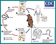 Bear Filarial Worm Life Cycle