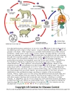 Echinococcus Life Cycle